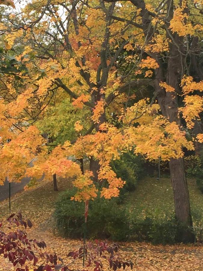 Oak Park Beauties - Tree Lined Streets - Walkable Apartment Exterior foto